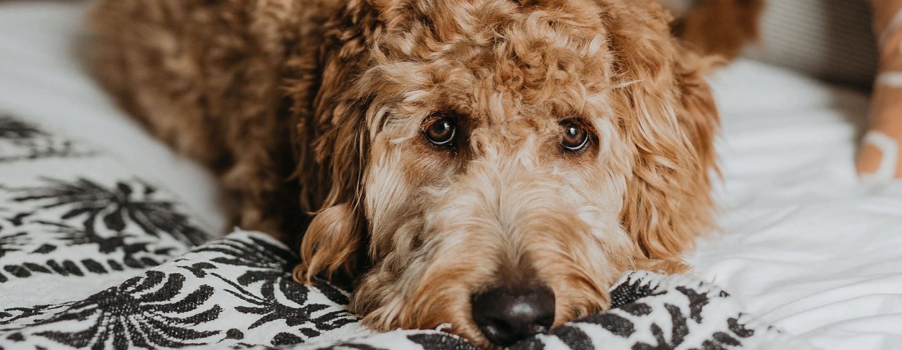 a dog lying on a bed looking